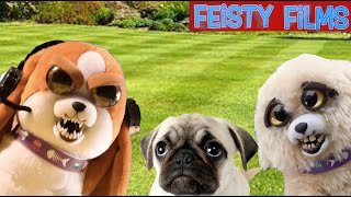 Who Let the Dogs Out A Feisty Pets Compilation [upl. by Ssew]