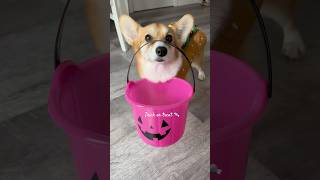 Halloween corgi special 🎃 halloween october corgi dog trickortreat cute funny [upl. by Lat]