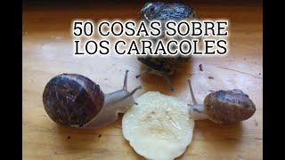 50 COSAS SOBRE LOS CARACOLES [upl. by Selyn]