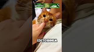 детские рефлексы у кошачьих 🐆🐈‍⬛ животные милыеживотные [upl. by Stephannie]