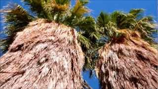 Desert Fan Palm Washingtonia filifera Palm Desert California [upl. by Farrell]