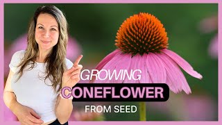 Growing Purple Coneflower From Seed Cold Stratification vs Direct Sowing 🌱 [upl. by Arri]