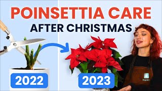 What To Do With Poinsettias After Christmas 🔔 Houseplant Care Tips  how to prune grow and bloom [upl. by Janina]