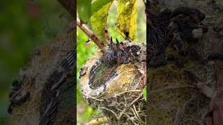 Hermosos colibrís naturalezaviva amorporlasplantas animalitos [upl. by Harrak]