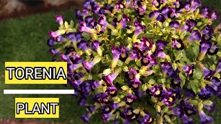 TORENIA PLANT  HOW TO GROW AND CARE TORENIA PLANT AK GARDENING PASSION [upl. by Wedurn]