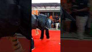 Pertarungan Banteng Macan SWJ [upl. by Redmer]