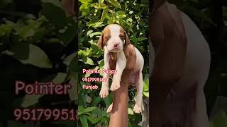 pointerdog pointerpuppy pointer dog puppy watchdogs gaurddog huntingdog doabapetadda [upl. by Alin]