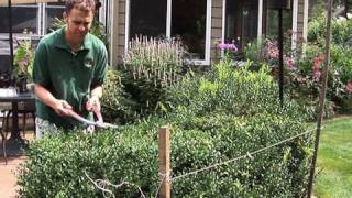 How to Prune Hedges Evenly [upl. by Odranoel543]