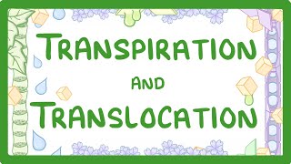 GCSE Biology  Transport in plants  Translocation Phloem and Transpiration Xylem 51 [upl. by Chaille249]