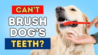 Dog Dental Care Without Brushing [upl. by Bram]