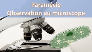 PARAMÉCIE  COMMENT OBSERVER AU MICROSCOPE [upl. by Shir898]