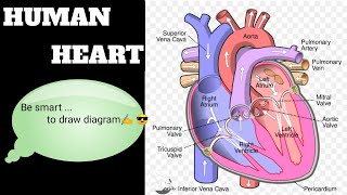 Human heart Draw by easy tricks ✍️ll [upl. by Anawt509]