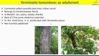 Terminalia arjuna and Terminalia tomentosa adulteration Terminalia morphology uses [upl. by Nylaf480]