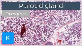 Parotid gland preview  Human Histology  Kenhub [upl. by Romeyn]