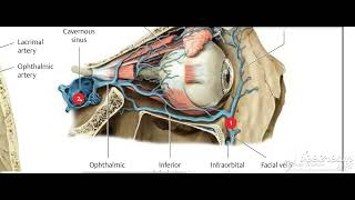 Cavernous sinus tributaries 1 [upl. by Adnawal865]