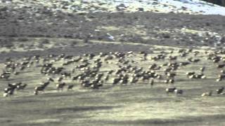 Herd of Elk Joe Watt Canyon [upl. by Allianora]