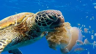 Turtle Eats Jellyfish [upl. by Fifi844]