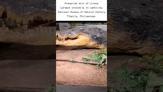 Preserved skin of Lolong at the National Museum of Natural History Philippines [upl. by Akoyn143]