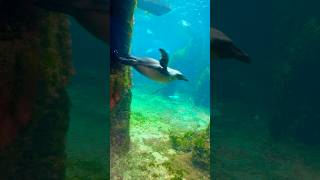 Underwater penguins 🐧 🌊 [upl. by Adniles]