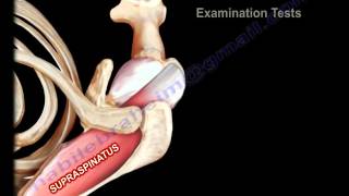 Anatomy Of The Supraspinatus Muscle  Everything You Need To Know  Dr Nabil Ebraheim [upl. by Ruhnke]