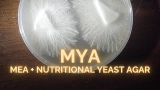 MYA Agar for Rhizomorphic Mycelium MEA Malt Extract Plus Nutritional Yeast Grow Clone Mushroom [upl. by Oigroeg238]