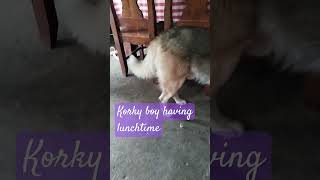 Lunch dog puppy doglover dj dogdjsong2024 huskydog [upl. by Aneehsar867]