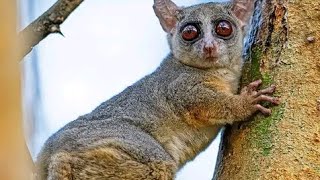 SENEGAL GALAGO LESSER BUSHBABY [upl. by Saimon]