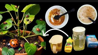 How to make homemade organic insecticidepesticide and fungicide for any plants [upl. by Lorrayne]