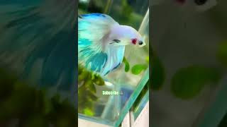 beautiful white betta fish [upl. by Idnerb870]