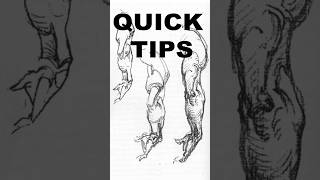 Quick tips on understanding Bridgman’s anatomy drawings drawing anatomy art [upl. by Pierro]