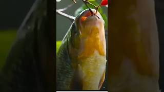 Fish top 10 fact fish ka food pare 10fact fish short 2024 fish vidio [upl. by Froehlich]