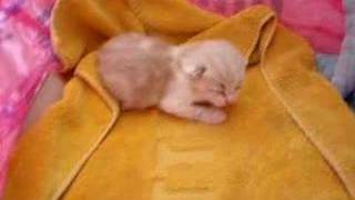 8dayold kitten [upl. by Rj778]