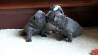 French Bulldog Puppies  4 weeks old [upl. by Doretta]