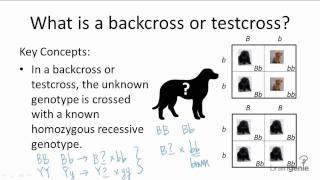 931 Backcross or Testcross [upl. by Cleveland687]