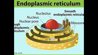 Endoplasmic reticulum class 9 Class 9 The Fundamental Unit of Life  Cell Class 9 [upl. by Beisel]