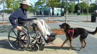 Wheelchair Skills for Assistance Dogs mobilitytraining servicedog [upl. by Nye]