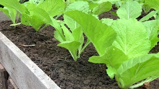 a new way to grow Brassica juncea [upl. by Idonna]