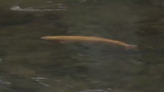 Annual trout stocking begins in PA lakes and streams [upl. by Bonnie236]