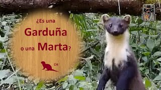 🌳 ¿MARTA o GARDUÑA 🦨 [upl. by Nnaasil996]