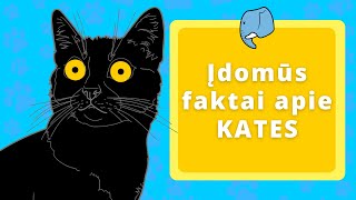 Įdomūs faktai apie kates 🐱  Edukaciniai filmukai vaikams🐘 [upl. by Laverne]