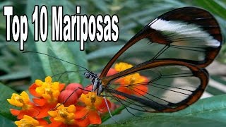 Las 10 Mariposas Más Bellas del Mundo [upl. by Francyne]