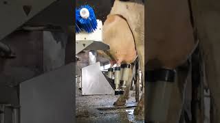 Robotic milking fullwood JOZ merlin M2 [upl. by Hurd]