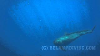 Pilot Whale Sighting at Manado Indonesia [upl. by Sateia]