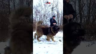 Grizzly dog doglover animals bigdog bear [upl. by Ennaylil]