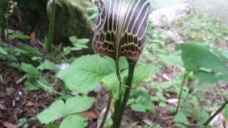 Cobra Lily Arisaema fargesii [upl. by Irdua]