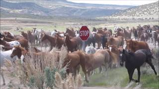 Great American Horse Drive 2017 [upl. by Homer]