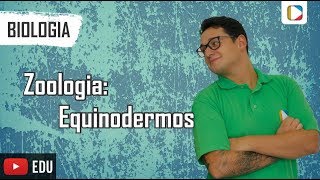 Biologia  Zoologia Equinodermos [upl. by Yllen]