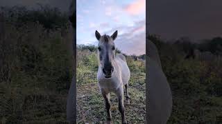 Coombe Down Nature Reserve kent wildlife trust horse pony [upl. by Baxie]