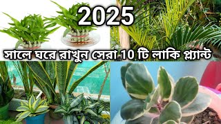 ২০২৫ সালে ঘরে রাখুন এই ১০ টি গাছ ভাগ্যচক্র খুলে যাবে ।।Indoor Plants  Lucky plant  gardening tips [upl. by Willett363]