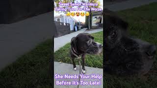 Marmura A729328 9 Year Old Sweet Senior Female Staffordshire Terrier Boxer Mix URGENT Needs Rescue [upl. by Mohandas]